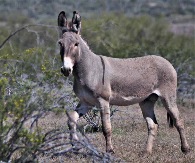 donkeys
